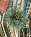 Pince/broche Gatsby